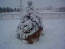 Playing in the Snow (2)