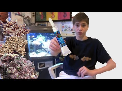 how to transplant zoanthids