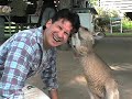 Kissed by a Kangaroo