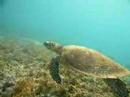 Turtle in Aur House Reef