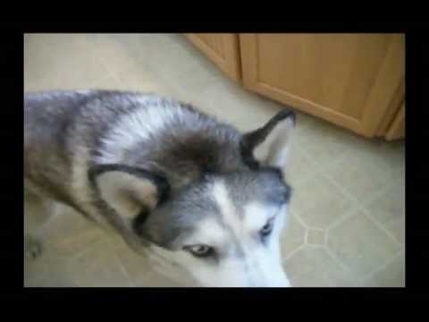 how to cure arthritis in dogs