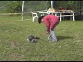 Dogdancing Sendy tvm 06