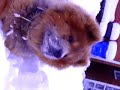Talking bear! Dramatic dog Chow Chow: drama queen
