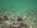 Ala Moana Box Fish