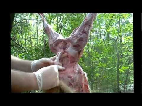how to properly skin a coyote