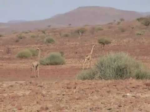 See video
