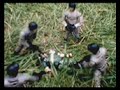 A soldiers Tale 3