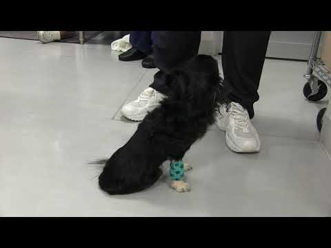 小型犬の骨盤骨折整復手術前後の比較