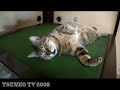 sleep cat tsuneo 「ツネオテレビ」