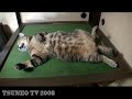 sleep cat tsuneo 「ツネオテレビ」