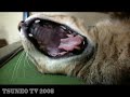 sleep cat tsuneo 「ツネオテレビ」