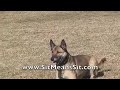 Sit Means Sit Dog Training