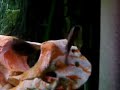 Copadichromis Paarung