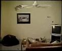 Connerie - Une Autre Vidéo De Chat Connerie - Une Autre Vidéo De Chat