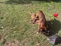 boxers