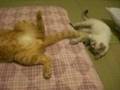 妹をあやす猫