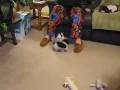 videos de puppies8weeks.mov