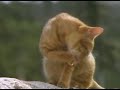 The Adventures of Milo and Otis Deleted Scenes 1 of 2