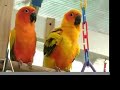 Sun Conures Otis, Chiquita, Seuss
