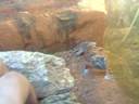 Chondrodactylus angulifer (Giant Ground Geckos) defensive behaviour