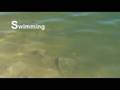 PAYO's PPING Lure, Lipless Crankbait Leaf VIB