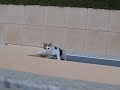 Spider chaton Spider chaton