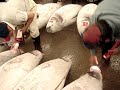 tsukiji fish market (tokyo).....world\ tsukiji fish market (tokyo).....world\