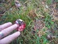 Fly agaric mushrooms in the garden Fly agaric mushrooms in the garden