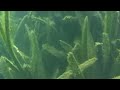 HV20 Underwater - Barton Springs, Austin, TX