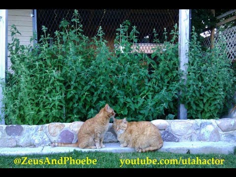 Grow Your Own Organic Catnip Plants