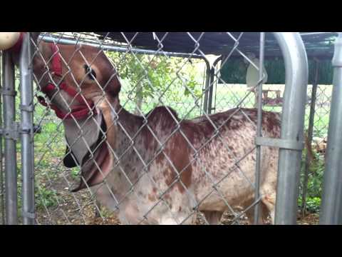 how to practice feeding bottle