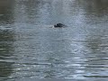 California sea lion consuming a Chinook salmon December 2006 California sea lion consuming a Chinook salmon December 2006