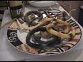 Snakes on a Plate (Director\ Snakes on a Plate (Director\