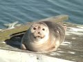 Wellfleet's Lazy Harbor Seal