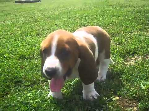 Basset Hound Female Puppy