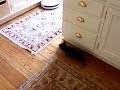 cat vs roomba cat vs roomba