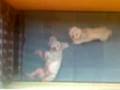 videos de Lazy Dog