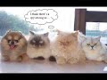 Gatinhos Loucos Trailer