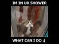 Gatinhos Loucos Trailer