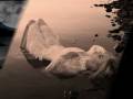 Anima mia di Nazim Hikmet