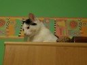 Cat on the furniture Cat on the furniture
