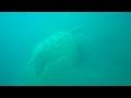 Sea Turtle Swim