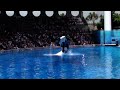 Slow Motion Shamu (HQ)