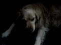 Gertjaars Doggies Gertjaars Doggies
