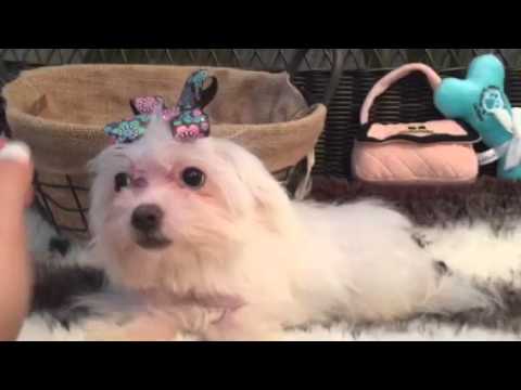 Sweet as can be, Maltese puppy