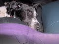 My Dog Kelly
