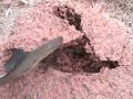 fire ant fireant