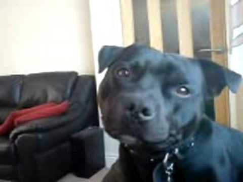 staffy