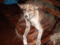 Adopted stray doggy Adopted stray doggy