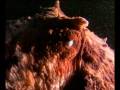 in the kingdom of the giant octopus.mov